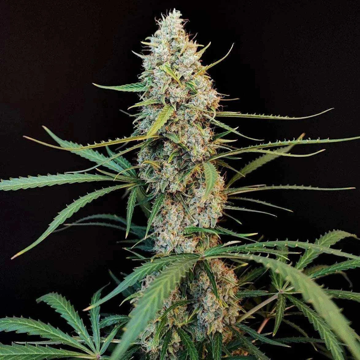 Amnesia Haze Automatic kaufen